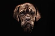 Bordeaux dog pup van tathiana Brussel thumbnail