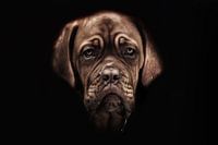 Chien de Bordeaux chiot