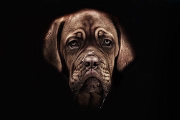 Bordeaux dog pup van tathiana Brussel