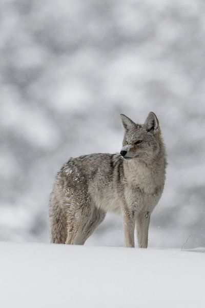 im Winter... Kojote *Canis latrans* van wunderbare Erde