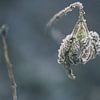 Plante gelée dans la forêt sur Kristof Leffelaer