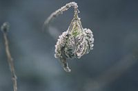 Bevroren plantje in het bos