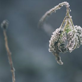 Frozen plant in the forest by Kristof Leffelaer