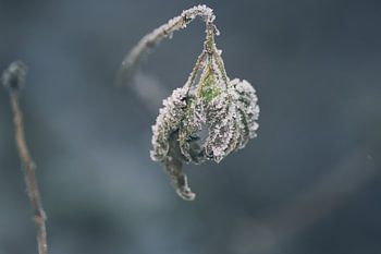 Frozen plant in the forest