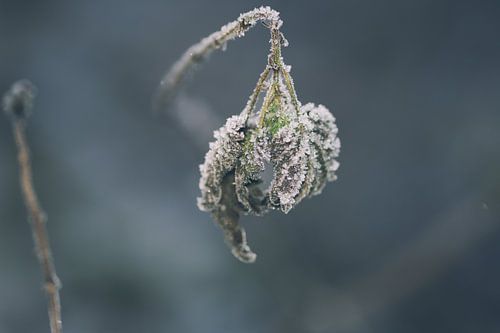 Bevroren plantje in het bos