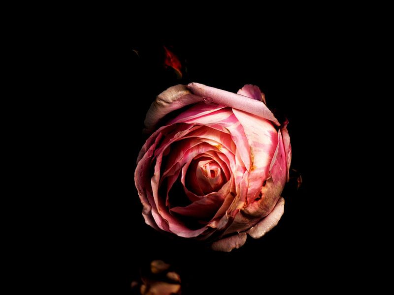 the rose von Reiner Borner