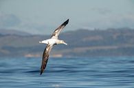 Gibsons Albatros, Diomedea gibsoni von Beschermingswerk voor aan uw muur Miniaturansicht