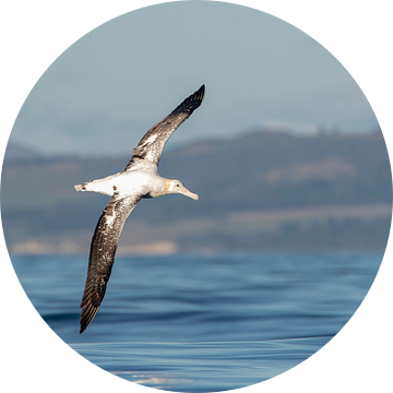 Gibson's Albatros, Diomedea gibsoni van Beschermingswerk voor aan uw muur