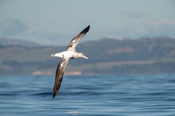 Gibson's Albatross, Diomedea gibsoni by Beschermingswerk voor aan uw muur