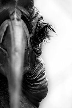 Nahaufnahme des Auges eines Nashornvogels | Porträt | Schwarz-Weiß von Monique Tekstra-van Lochem