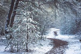 Winter on the Utrechtse Heuvelrug! by Peter Haastrecht, van