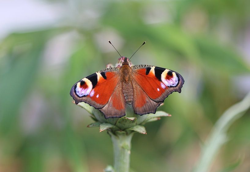 Peacock butterfly by Matthias Brix