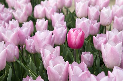 purple tulip in a pink tulip field