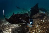 tanzende Mantas