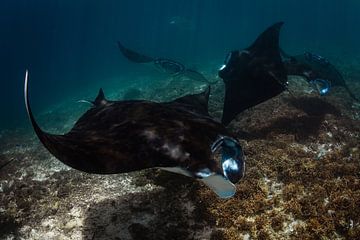 tanzende Mantas von Michelle Vanmaele