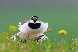 Adult Little Ringed Plover by Beschermingswerk voor aan uw muur