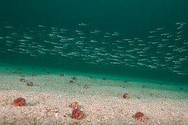 Sandeels & hermit crabs