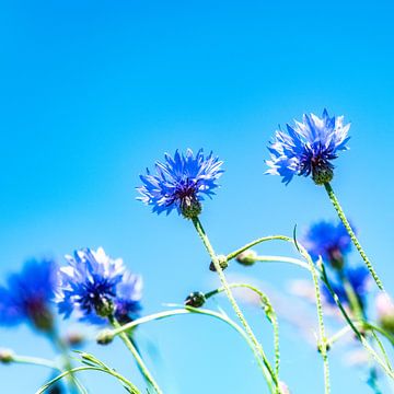 Kornblumen vor blauem Himmel. von Ron van der Stappen