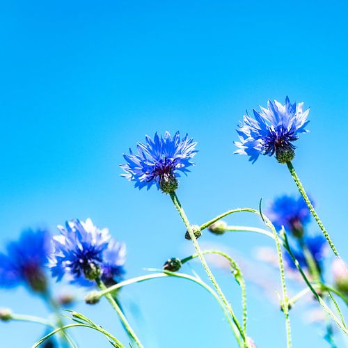 Kornblumen vor blauem Himmel. von Ron van der Stappen