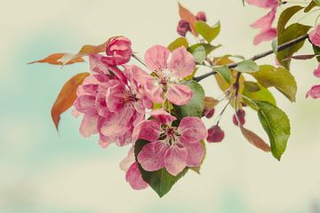 Hawthorn blossom up close. by tim eshuis