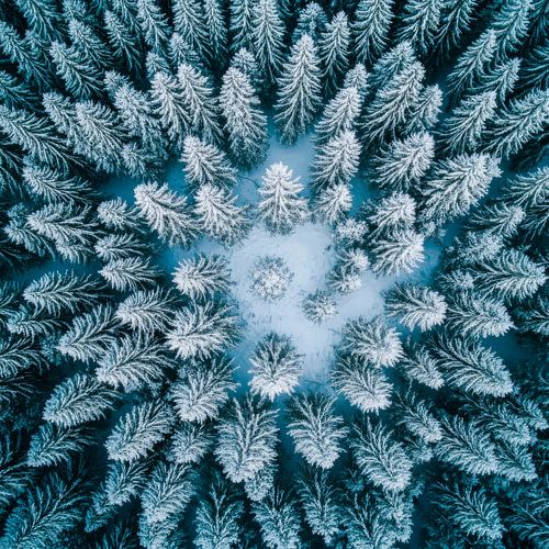 Winterbos