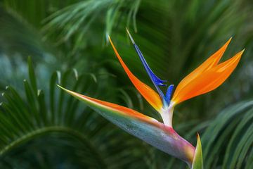 Bird of paradise flower by Thomas Herzog