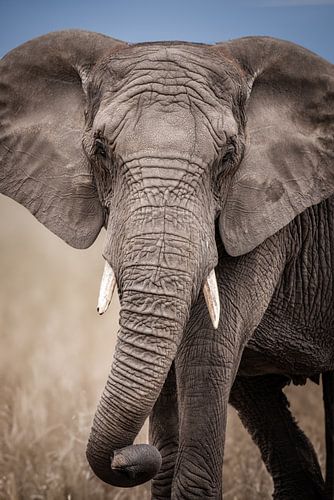 elephant