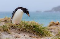 Gentoo penguin von Claudia van Zanten Miniaturansicht