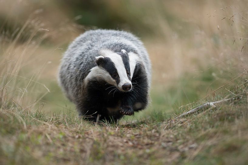 European Badger ( Meles meles ), adult animal, walking along a typical badger's path, frontal shot,  by wunderbare Erde