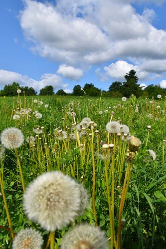 Een veld met bloeiende paardenbloemen