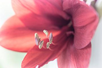 Blume XXI - Amaryllis sur Michael Schulz-Dostal