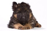 Duitse herder pup