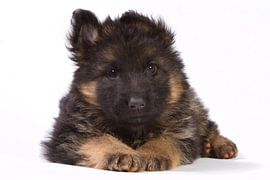 German shepherd pup by Dagmar Hijmans