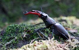 Fliegen-Hirsch von Ronald Kromkamp