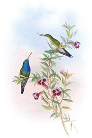 Blau-kehliger Sapphira, John Gould von Hummingbirds