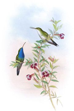 Sapphironie à gorge bleue, John Gould sur Hummingbirds