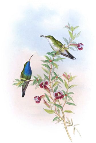 Sapphironie à gorge bleue, John Gould