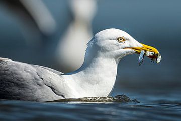 Seagull with fish by Ronald Tijs