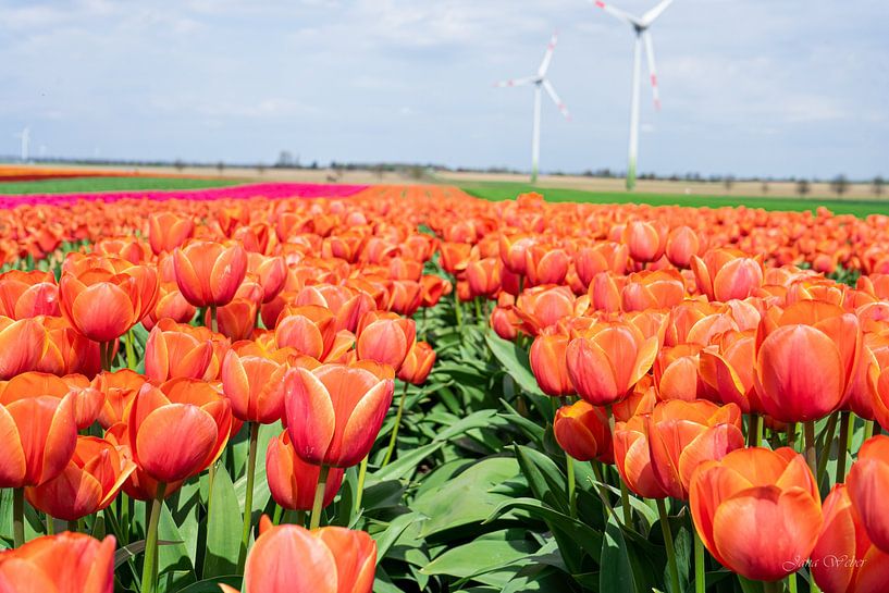 Tulpenveld van Jana Weber