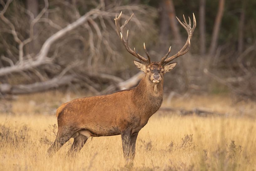 Deer on the Hoge Veluwe, rutting season by Gert Hilbink