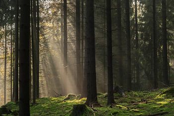 Heideweg, Saksisch Zwitserland - Zonnestralen in het naaldbos