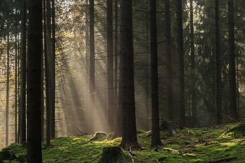 Heideweg, Saksisch Zwitserland - Zonnestralen in het naaldbos