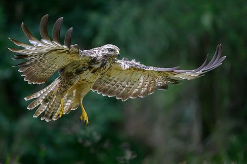 Buzzard in flight