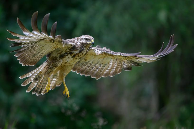 Buizerd in de vlucht van Jan Jongejan