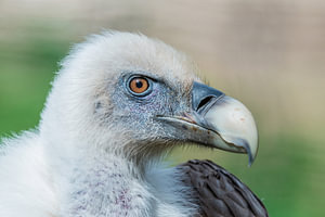Der Gänsegeier - Gyps fulvus, der Aasfresser par excellence