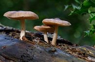 3 Pilze auf einem Baumstamm von Peter Bartelings Miniaturansicht