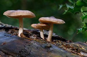 3 champignons sur un tronc d'arbre sur Foto Amsterdam/ Peter Bartelings