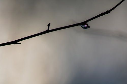 Drop I