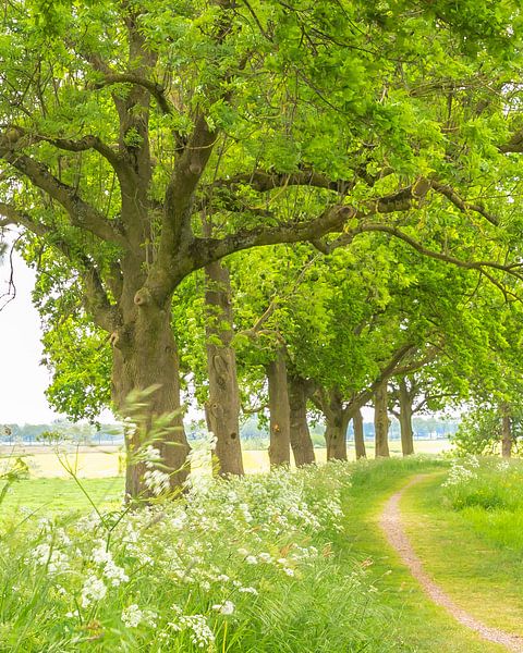 Groen Laantje! by Karin de Bruin
