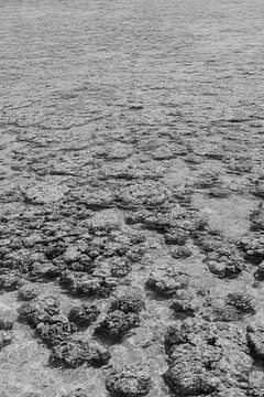 Corail, en noir et blanc sur Kaya de la Rambelje Photography